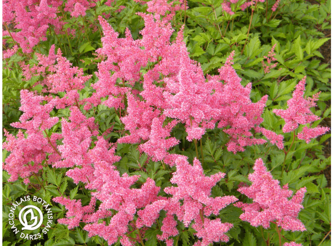 Astilbe japonica   'Bremen'